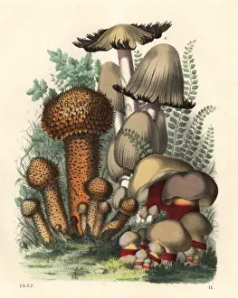 Fungus Prints: Psathyrella spadicea, Pholiota squarrosus
