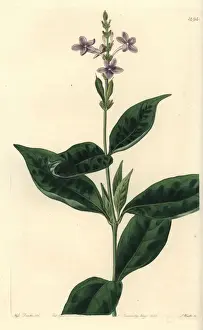 Pseuderanthemum faecundum