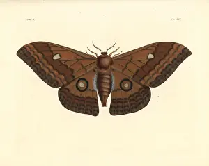 Pseudobunaea alinda moth