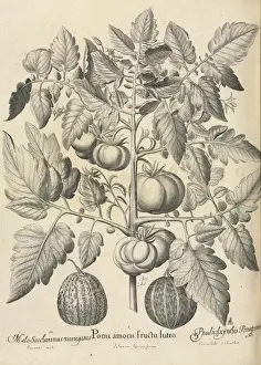 Cucumis Prints: Pseudocolocynthis pomiformis by Basil Besler