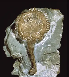 Echinodermata Prints: Pseudocrinites magnificus, cystoid