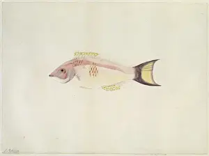 Scarlet Prints: Pseudolabrus miles, scarlet wrasse