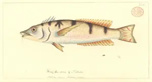 Wrasse Prints: Pseudolabrus sp. wrasse