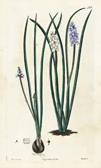 Muscari Prints: Pseudomuscari pallens
