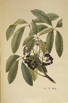 Apiales Gallery: Pseudopanax arboreus, five finger