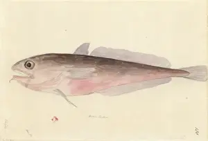 1754 1794 Prints: Pseudophycis bacchus, red codling