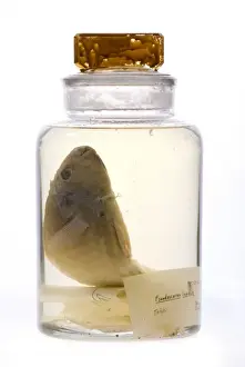 Darwin Centre Prints: Pseudoscarus lepidus, parrot fish
