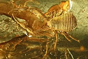 Pseudoscorpion in Baltic amber