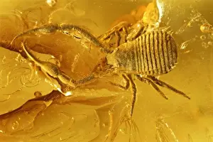 Pseudoscorpion in Baltic amber
