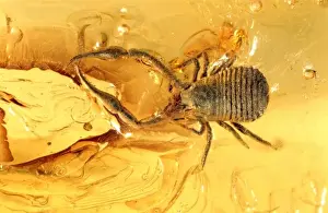 Pseudoscorpion in Baltic amber