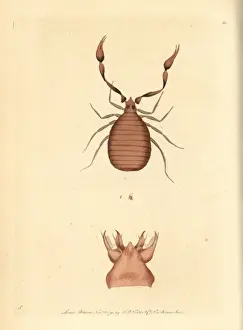 Pseudoscorpion Prints: Pseudoscorpion, Chelifer cancroides