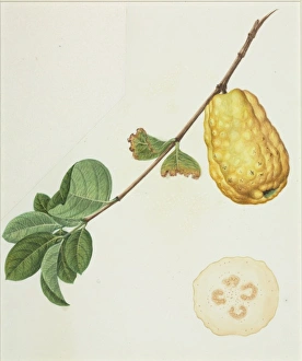 Guava Gallery: Psidium, guava