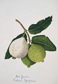 Margaret Bushby Lascelles Collection: Psidium pyriferum, red guava