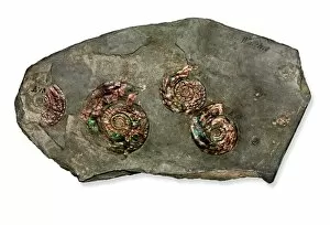 Ammonite Gallery: Psiloceras planorbis, nacreous ammonite