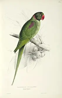 Perching Prints: Psilopsiagon aymara, grey-hooded parakeet