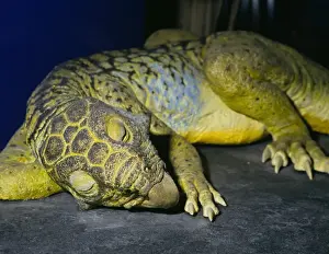 Psittacosaurus