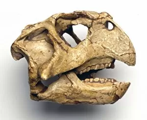 Cerapoda Collection: Psittacosaurus skull