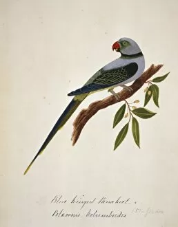 Malabar Collection: Psittacula columboides, Malabar parakeet