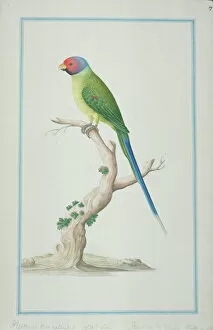 Amygdaloideae Gallery: Psittacula cyanocephala, plum-headed parakeet