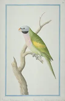 Loten Prints: Psittacula derbiana, Lord Derbys parakeet