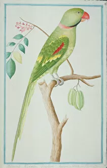 Branch Collection: Psittacula eupatria, Alexandrine parakeet