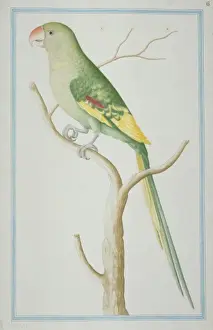 Psittacula eupatria, Alexandrine parakeet