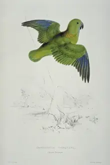 Lear Prints: Psittacula kramei, rose-ringed parakeet