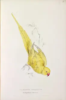 Perching Prints: Psittacula krameri manillensis, Indian ringneck parakeet (Lu