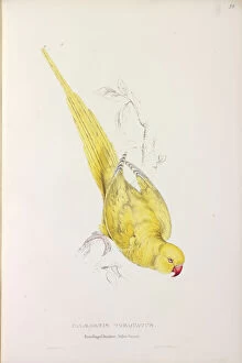 Perched Collection: Psittacula krameri manillensis, Indian ringneck parakeet (Lu