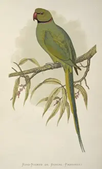 Greene Prints: Psittacula krameri, rose-ringed parakeet