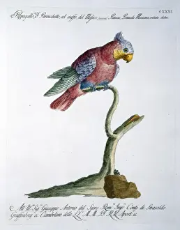 Throat Prints: Psittacula sp. parakeet