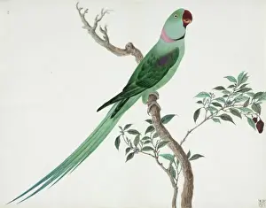 John Reeves Prints: Psittacula sp. parakeet