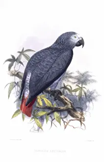 Psittacus Prints: Psittacus erithacus, grey parrot