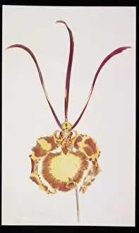 Orchidaceae Prints: Psychopsis papilio