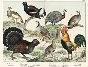 Naturgeschichte Des Tierreichs Prints: Ptarmigan, grouse, partridges, etc