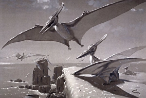 Pteranodon