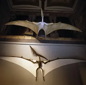 Pteranodon