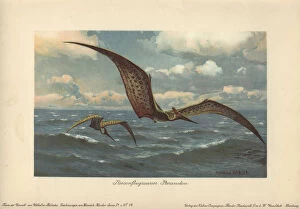 Tiere Gallery: Pteranodon, large flying pterosaur from the