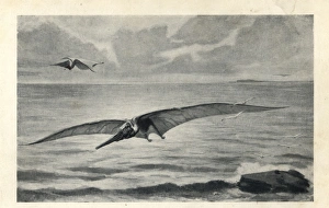 Pteranodon longiceps