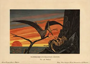 Cretaceous Prints: Pteranodon, Nyctodactylus gracilis, extinct