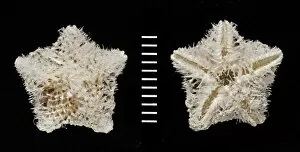 Pteraster acicula, starfish