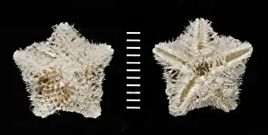 Echinodermata Prints: Pteraster acicula, starfish
