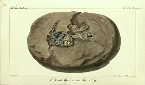 Willoughby Prints: Pterichthys cornutus Agassiz