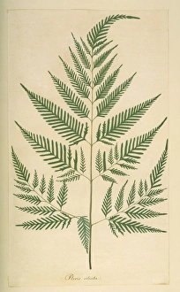 Pteridium aquilinum, bracken Pteridium aquilinum, bracken