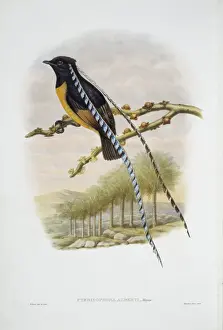 Passeriformes Prints: Pteridophora alberti, King of Saxony bird-of-paradise