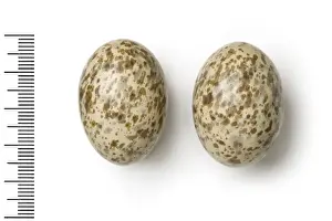 Pteroclididae exustus, chestnut-bellied sandgrouse