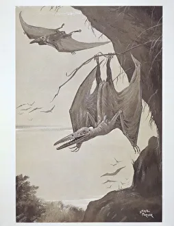 Archosaur Collection: Pterodactyl