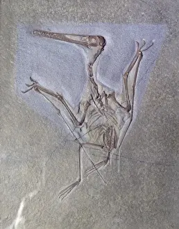 Pterosauria Prints: Pterodactyl kochi