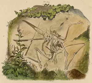 Pterodactyl Skeleton