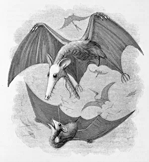 Epitheria Collection: Pterodactyls considered as marsupial bats